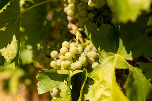DIVINEO vines white grapes