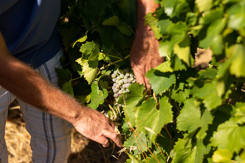 DIVINEO vines white grapes
