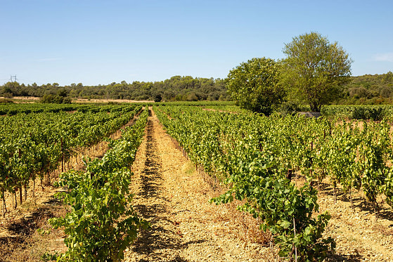 DIVINEO Languedoc vineyard